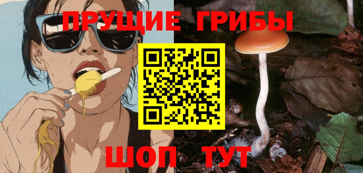 Галлюциногенные грибы Psilocybine cubensis Котовск